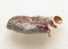 Euura viduata