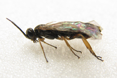 Euura viduata