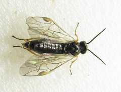 Euura viduata