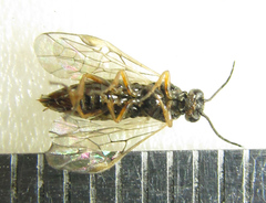 Euura viduata