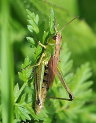 Pseudochorthippus montanus