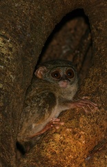 Tarsius spectrumgurskyae