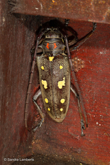 Batocera rubus