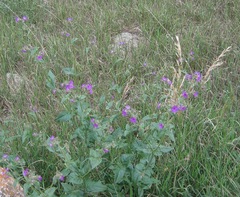Mirabilis oxybaphoides