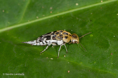 Glipa malaccana