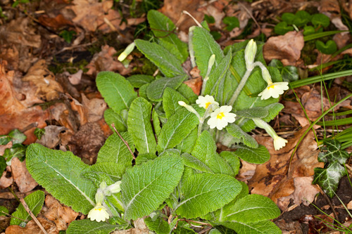 Primula digenea