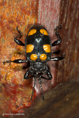 Spathomeles anaglyptus