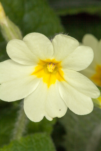 Primula × digenea, photograph 1