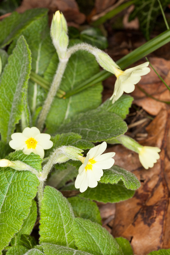 Primula × digenea, photograph 2