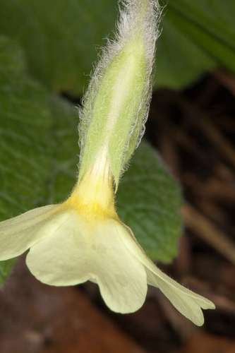 Primula × digenea, photograph 4