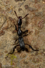 Cyphagogini