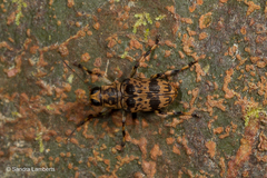 Acorynus cylindricus