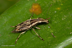 Sintor vittatus