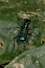 Cylindera
