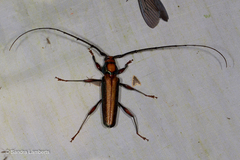 Xystrocera festiva