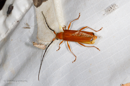Hyphus apicalis