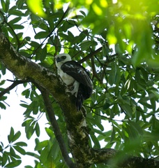 Nisaetus lanceolatus