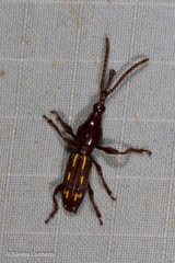 Arrhenodini