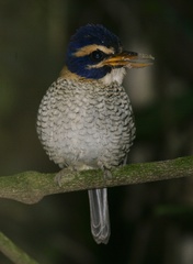 Actenoides princeps