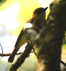 Pachycephala sulfuriventer