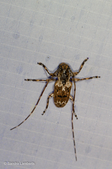 Mutatocoptops malaisiana