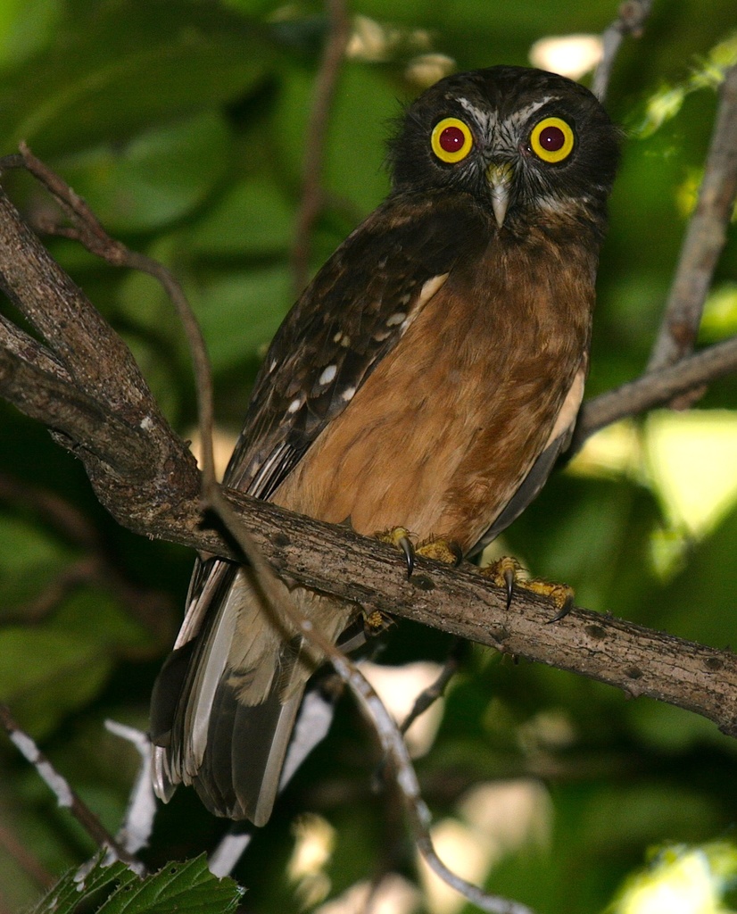 Ochre-Bellied Boobook