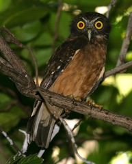 Ninox ochracea