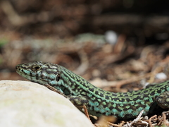 Podarcis pityusensis formenterae