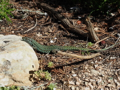 Podarcis pityusensis formenterae