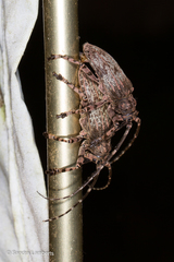 Moechotypa delicatula