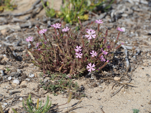 Representative image of Silene cambessedesii