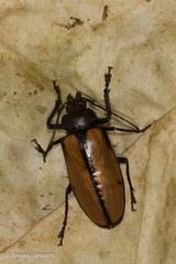 Rhaphipodus suturalis