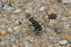 Cosmodela aurulenta