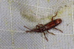 Brentinae