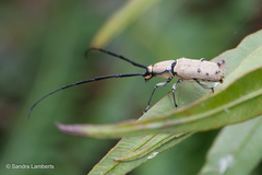 Hybosternus