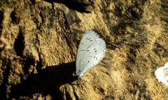 Celastrina lavendularis