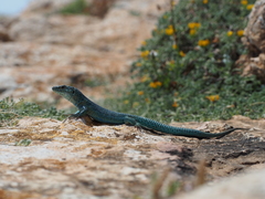 Podarcis pityusensis formenterae