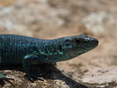 Podarcis pityusensis formenterae
