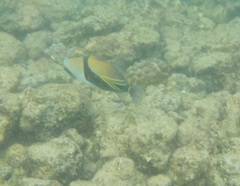 Rhinecanthus rectangulus