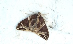 Ecliptopera rectilinea