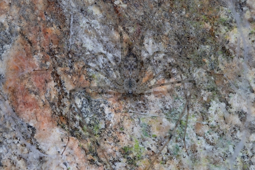 Hypochilus coylei photo 5