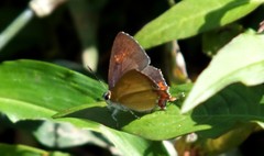 Heliophorus epicles
