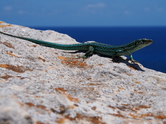 Podarcis pityusensis formenterae