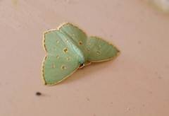 Comostola meritaria