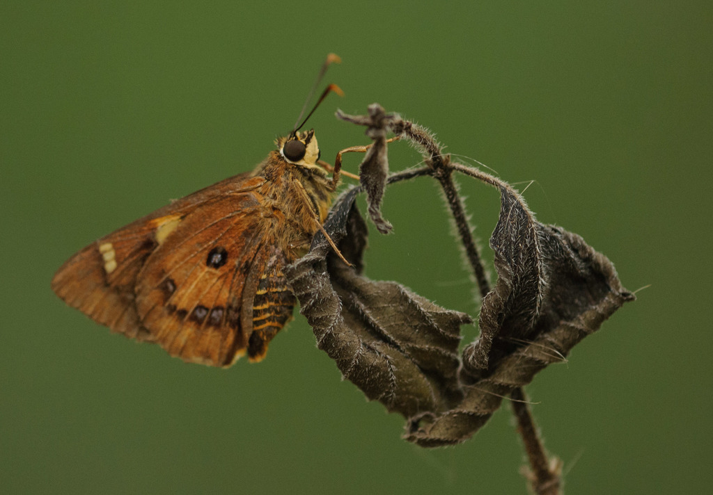 Splendid Ochre