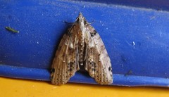 Sigmuncus arcuata