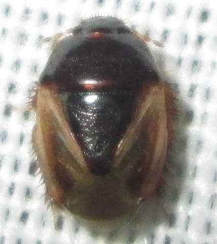 Microporus pallidipennis