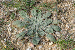 Oenothera primiveris primiveris