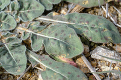 Oenothera primiveris primiveris