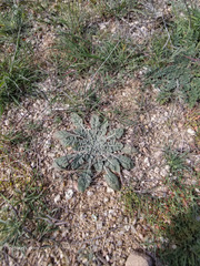 Oenothera primiveris primiveris